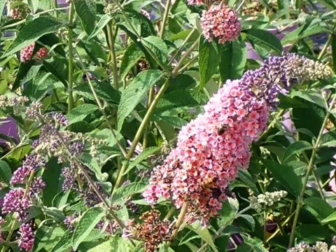 Buddleja weyeriana 'Flower Power' ®