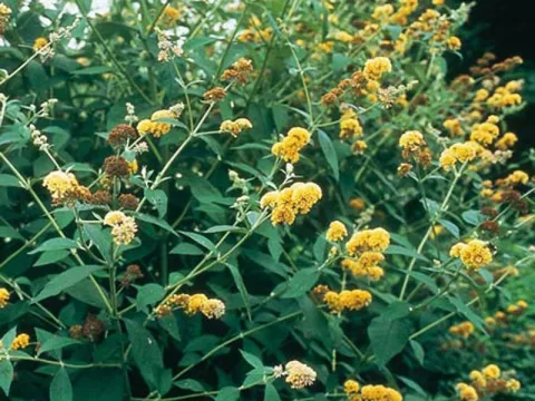 Buddleja weyeriana 'Sungold'