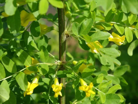 Caragana arborescens