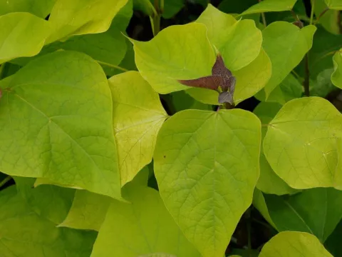 Catalpa bignonioides 'Aurea'