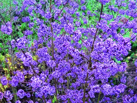 Callicarpa bod. 'Profusion'