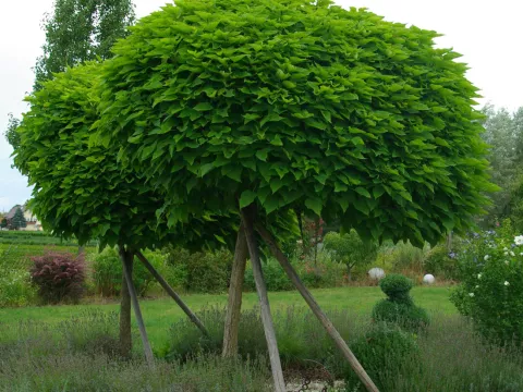 Catalpa bignonioides 'Nana' stam/tige 150cm
