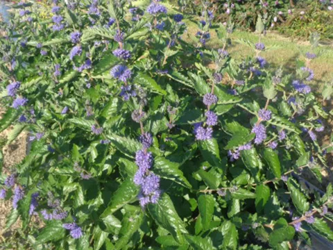 Caryopteris x clan. 'Blue fountain' ? 'Nova