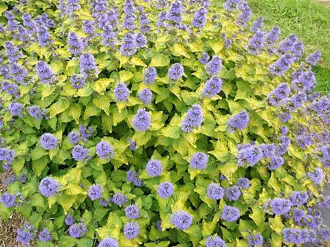 Caryopteris x clan. 'Good as gold' ? 'Novca