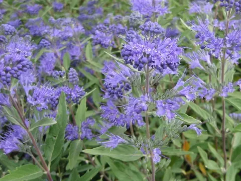Caryopteris clan. 'Heavenly Blue'
