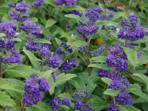Caryopteris clan. 'Inoveris' (Grand Bleu)