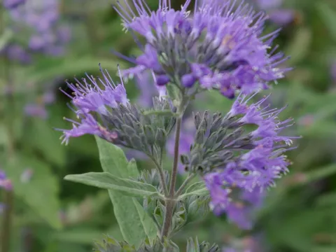 Caryopteris clan. 'Kew Blue'