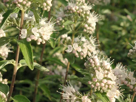 Caryopteris x clan. 'Lissteph' Stephi ®