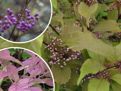 Callicarpa dichotoma 'Cardinal'