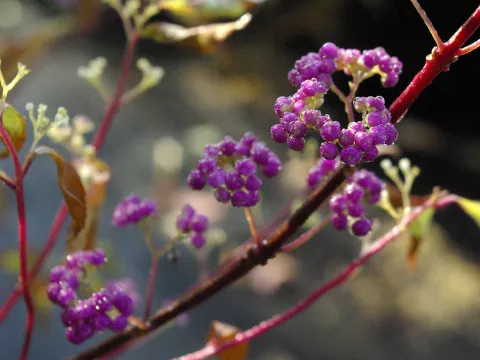 Callicarpa dichotoma 'Issai'