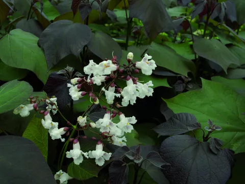 Catalpa erubescens 'Purpurea'