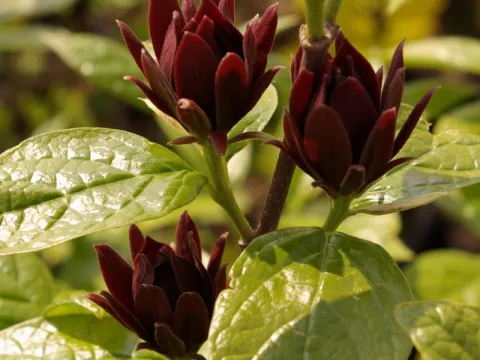 Calycanthus floridus