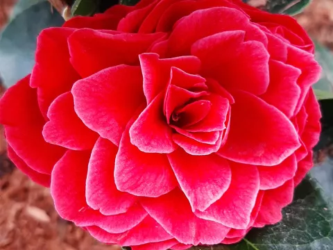 Camellia japonica 'Black Lace'