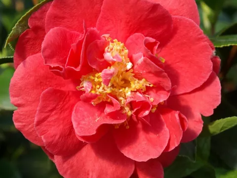 Camellia japonica 'Blood of China'