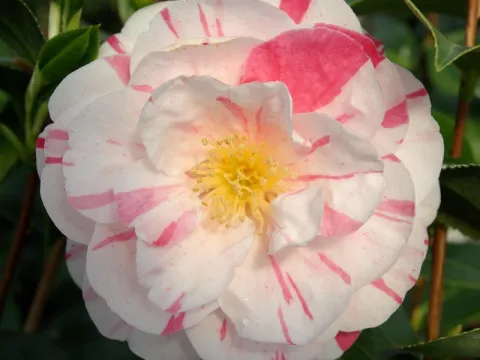 Camellia japonica 'Princesse Clotilde'