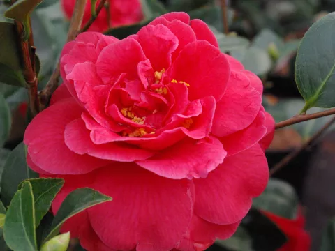 Camellia japonica 'Coquetti'