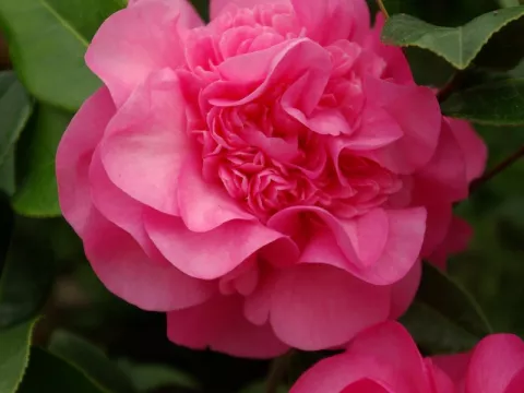 Camellia japonica 'Debbie'