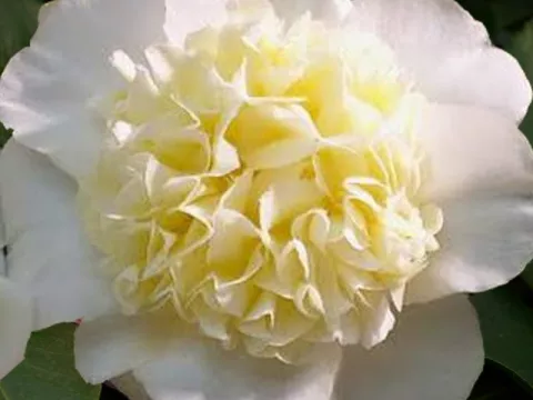 Camellia japonica 'Jury's Yellow'