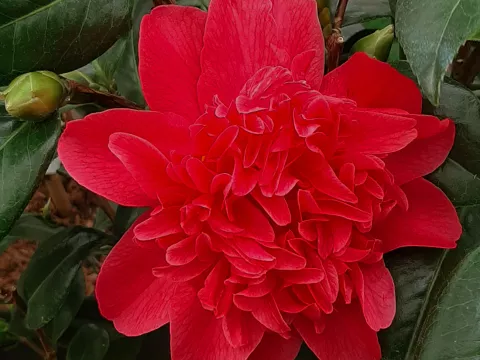 Camellia japonica 'Mark Alan'