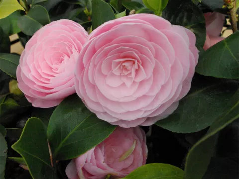 Camellia japonica 'Pearl Maxwell'