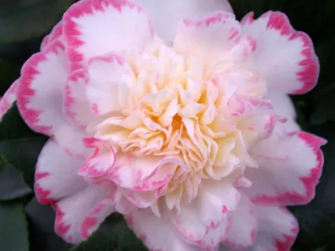 Camellia japonica 'Margaret Davis'