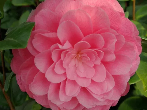 Camellia japonica 'Nuccio's Cameo'
