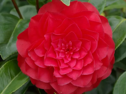 Camellia japonica 'Roger Hall'