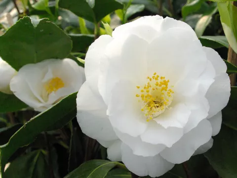 Camellia japonica 'Silver Chalice'