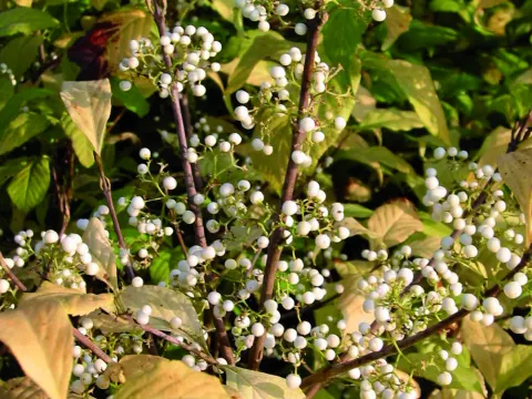 Callicarpa leucocarpa