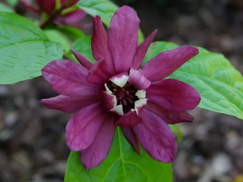 Calycanthus x raulstonii 'Hartledge Wine' ®