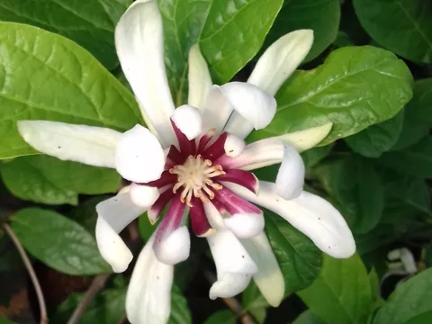 Calycanthus x raulstonii 'Venus' ®