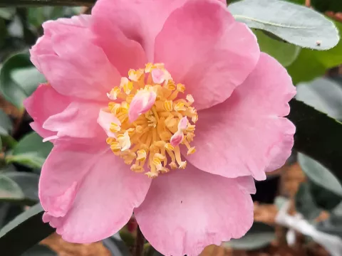 Camellia sasanqua 'Plantation Pink'