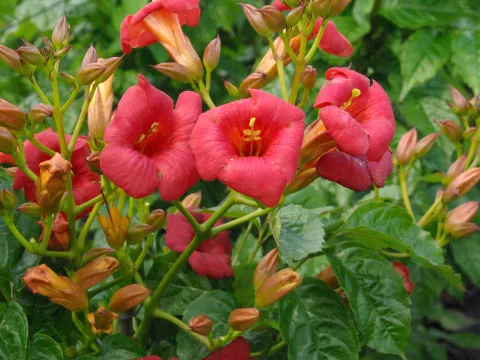 Campsis tagl. 'Ebony & Red ®'