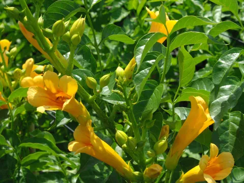 Campsis tagl. 'Golden Trumpet ®'