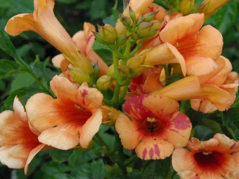 Campsis tagl. 'Orangeade ®'