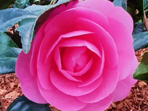 Camellia (x) williamsii 'E.G. Waterhouse'