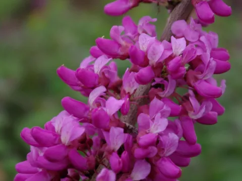 Cercis chinensis 'Avondale'