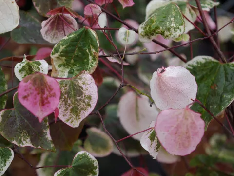 Cercis canadensis 'Carolina Sweetheart'