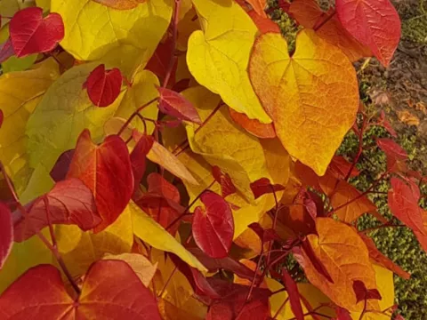 Cercis canadensis 'Eternal Flame' ®