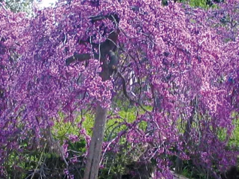 Cercis can. LAVANDER TWIST 'Covey' ®