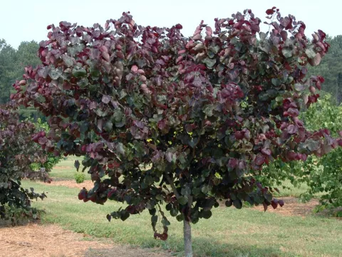 Cercis canadensis 'Merlot' ®