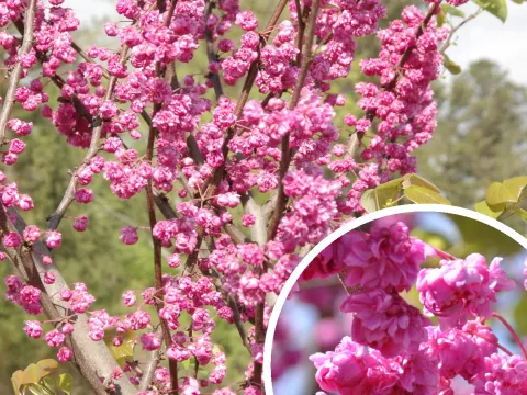Cercis canadensis 'Pink Pom Poms' ®