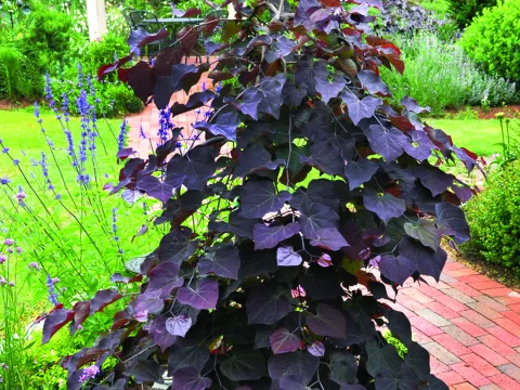 Cercis canadensis 'Ruby Falls' ®
