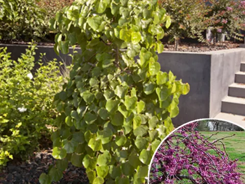 Cercis canadensis 'Traveller'