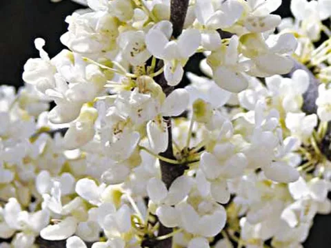 Cercis canadensis 'Texas White'