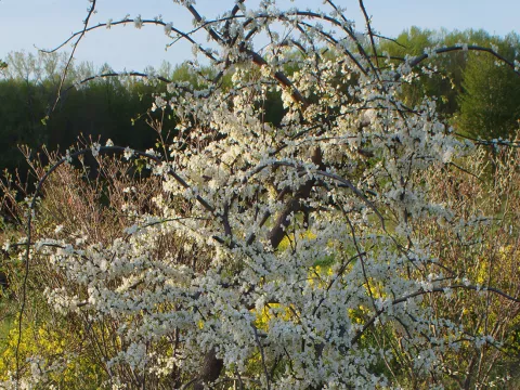 Cercis canadensis 'Vanilla Twist'