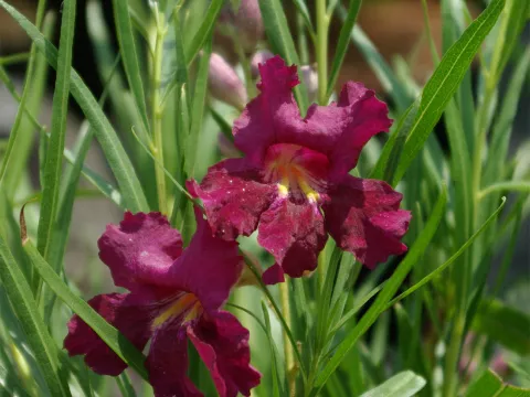 Chilopsis linearis 'Burgundy'