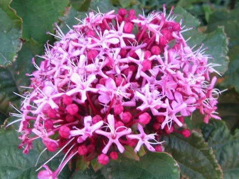Clerodendrum bungei