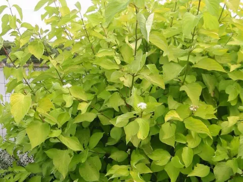 Cornus alba 'Aurea'