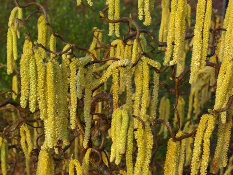 Corylus avellana 'Contorta' (op colurna)
